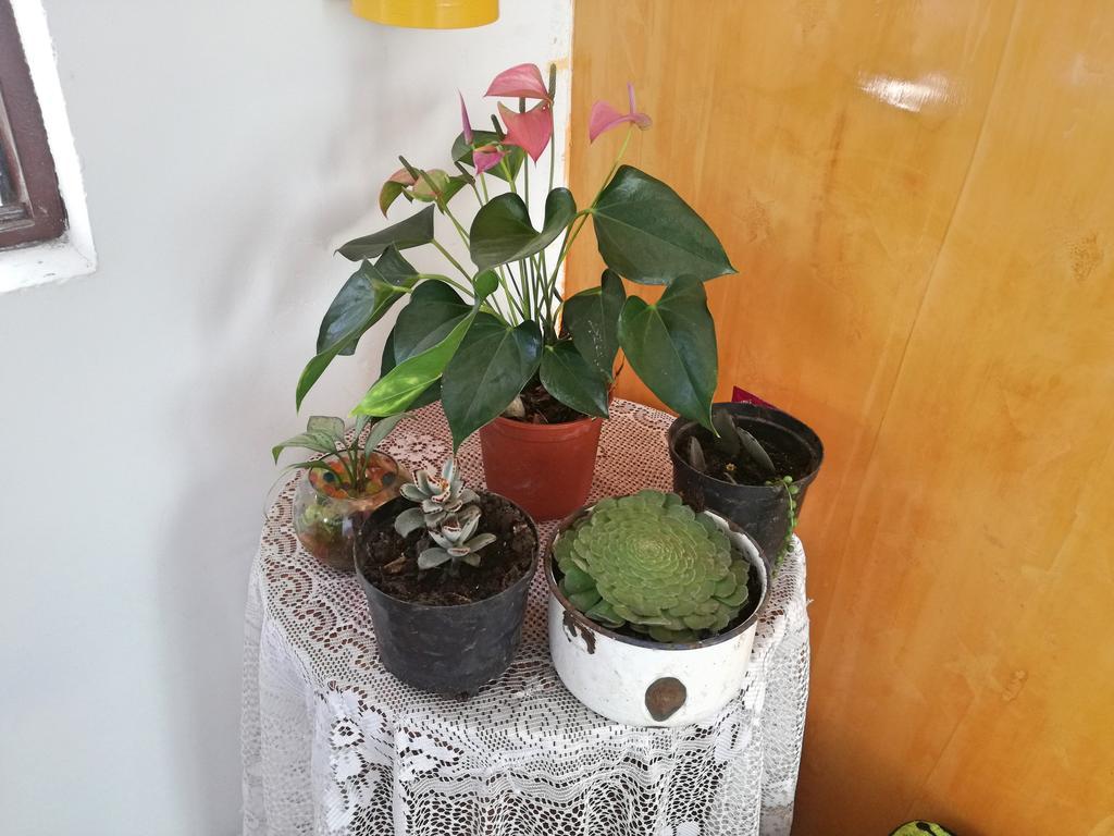 Posada Elenita Salento Zewnętrze zdjęcie